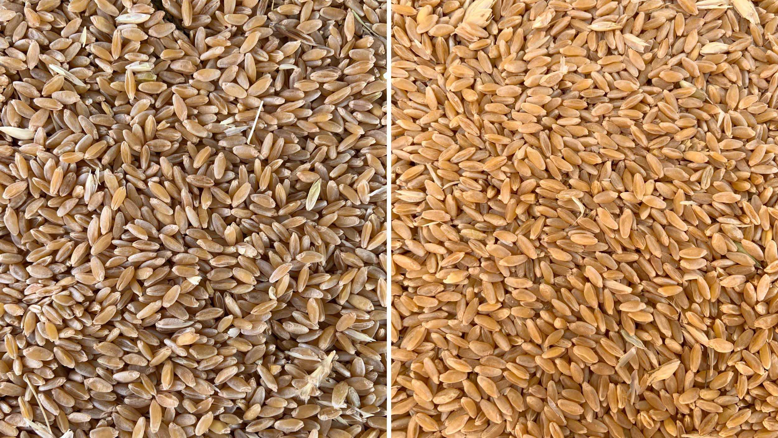 Durum wheat before & after being dried